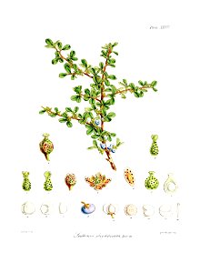 Botany of Antarctica-PL034-0073
