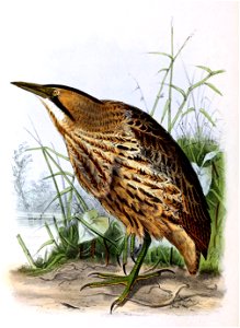 Botaurus stellaris 1876