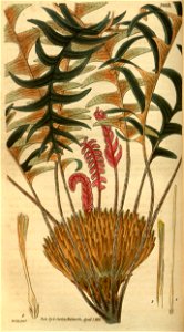 Botanical Magazine 3063 Dryandra nervosa. Free illustration for personal and commercial use.