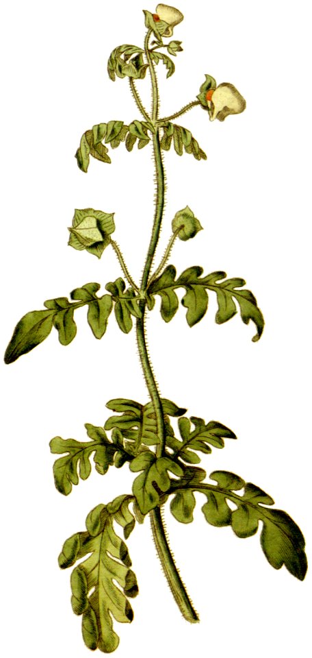 BotMag-0038-0093-Calceolaria pinnata