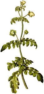 BotMag-0038-0093-Calceolaria pinnata