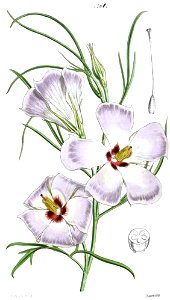 Botanical Magazine 4261 Fugosia hakeaefolia (pl)-original. Free illustration for personal and commercial use.