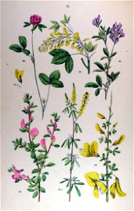 Botanischer Bilder-Atlas (1884)—Plate 15. Free illustration for personal and commercial use.