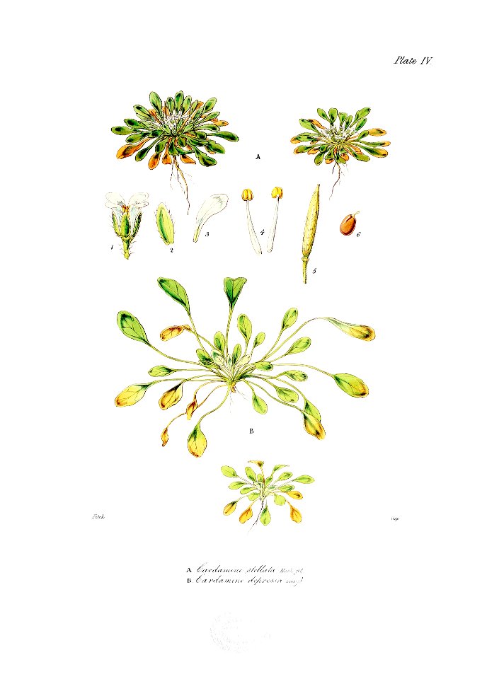 Botany of Antarctica-PL004-0013