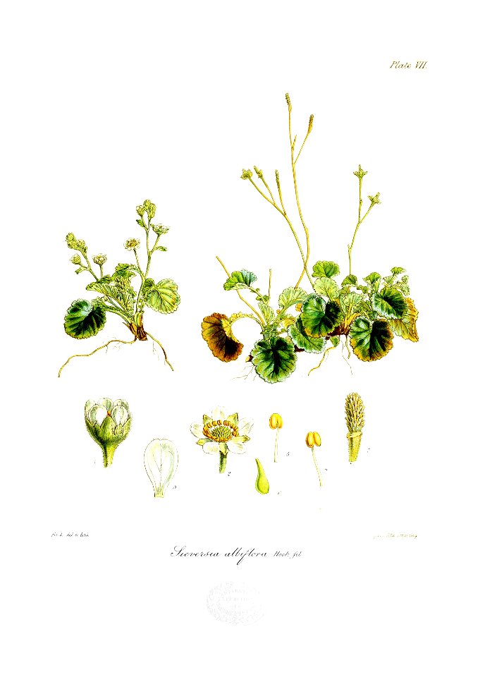 Botany of Antarctica-PL007-0019