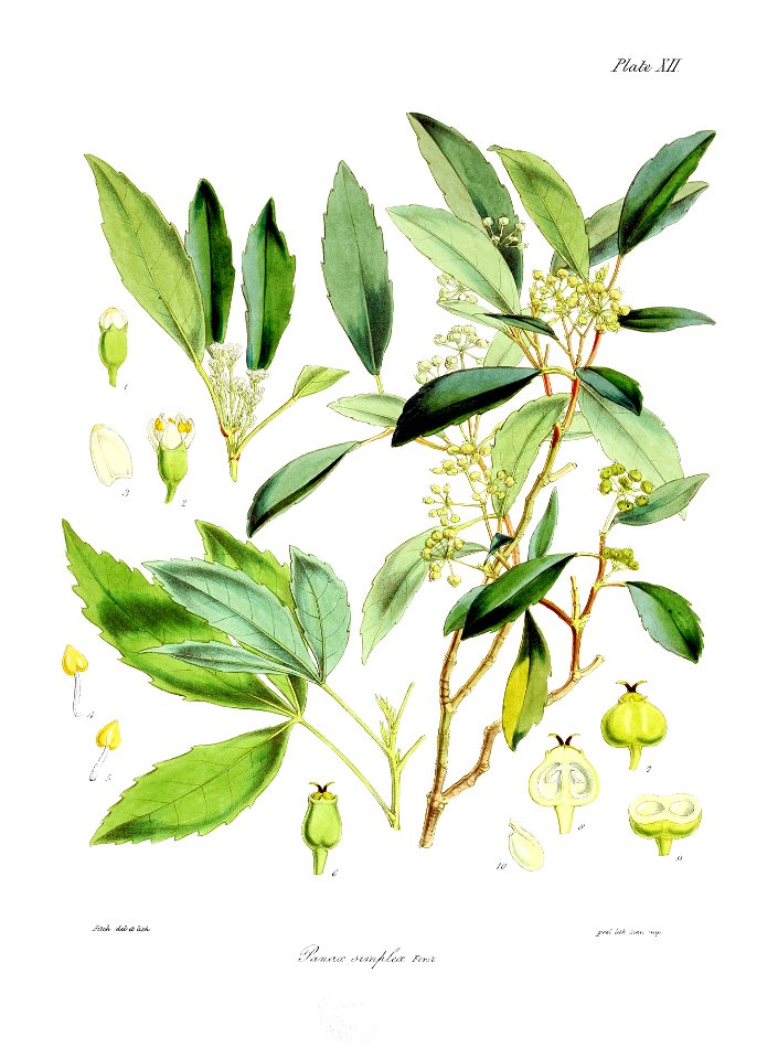 Botany of Antarctica-PL012-0029