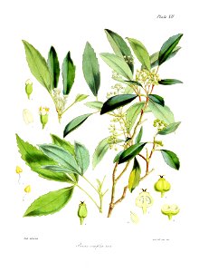 Botany of Antarctica-PL012-0029