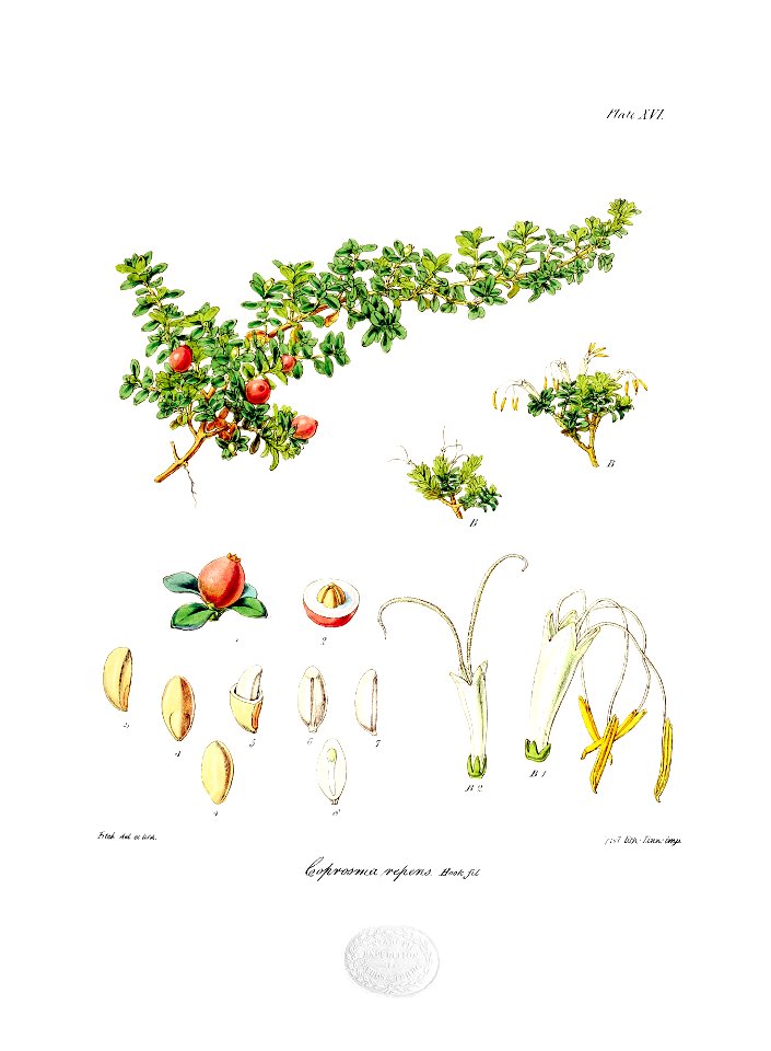 Botany of Antarctica-PL016-0037