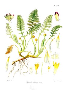 Botany of Antarctica-PL020-0045