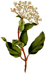 BotMag-0037-0086-Viburnum tinus
