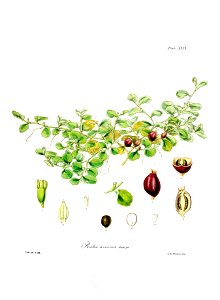 Botany of Antarctica-PL029-0063