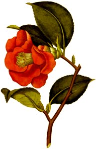 BotMag-0096-0042-Camellia japonica