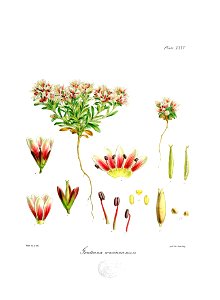Botany of Antarctica-PL035-0075