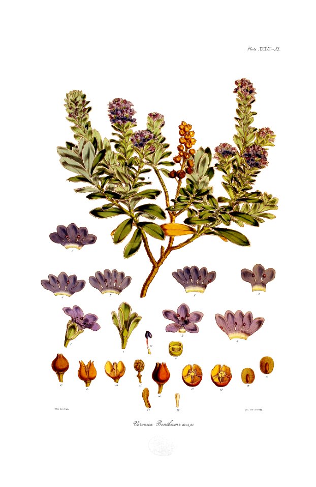 Botany of Antarctica-PL039-0085