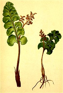 Botrychium lunaria Atlas Alpenflora