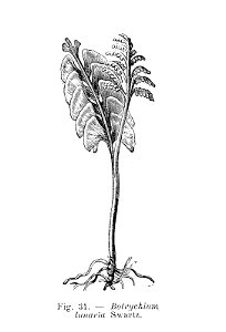 Botrychium lunaria (dessin)