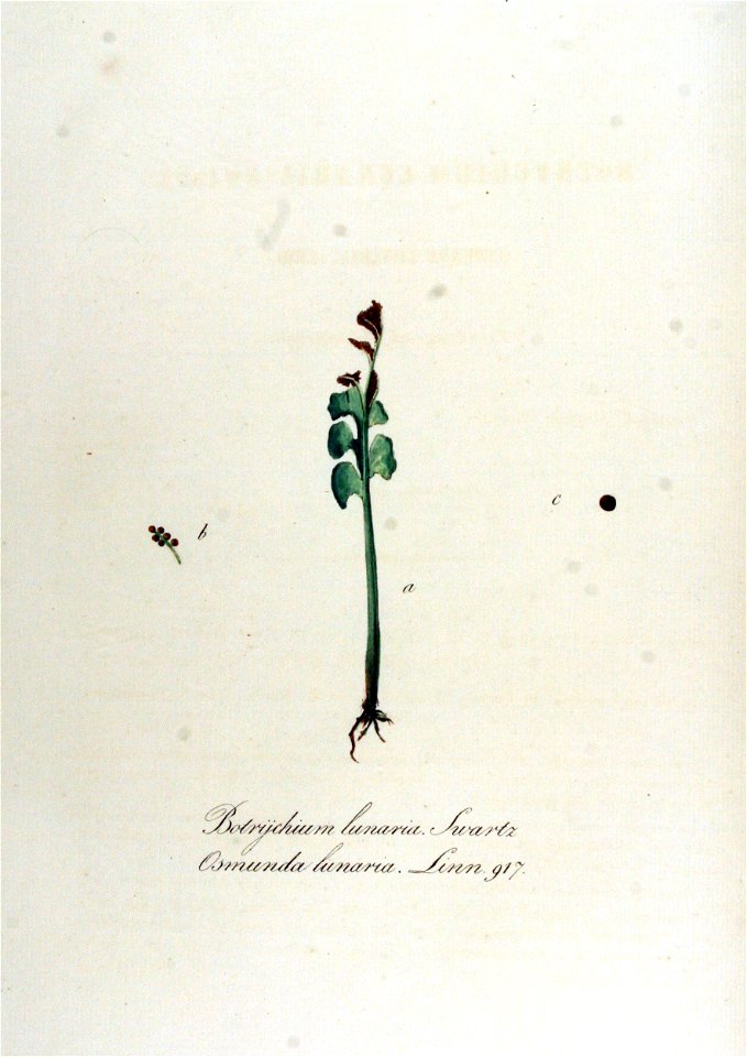 Botrychium lunaria — Flora Batava — Volume v12