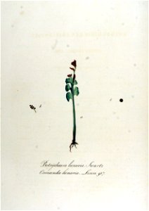 Botrychium lunaria — Flora Batava — Volume v12