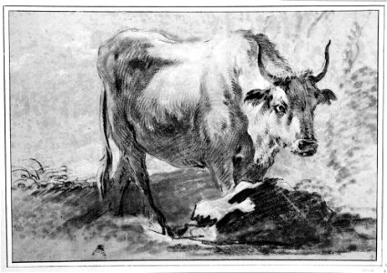 Boucher - Oxe, NMH 2954-1863