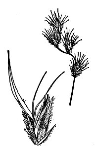 Bouteloua chondrosioides USDA drawing