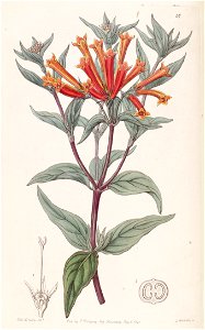Bouvardia ternifolia Edwards's Bot. Reg. 26. 37. 1840