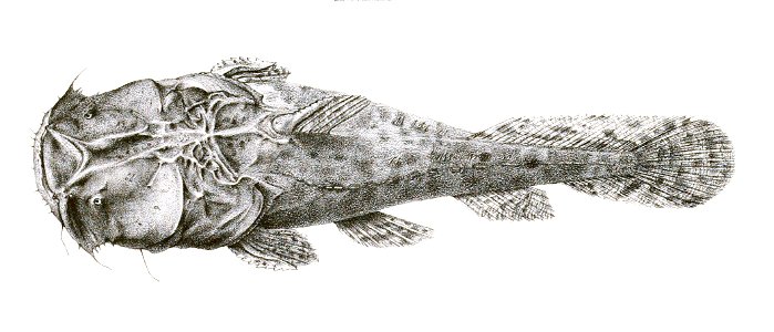 Chaca lophioides Mintern 112