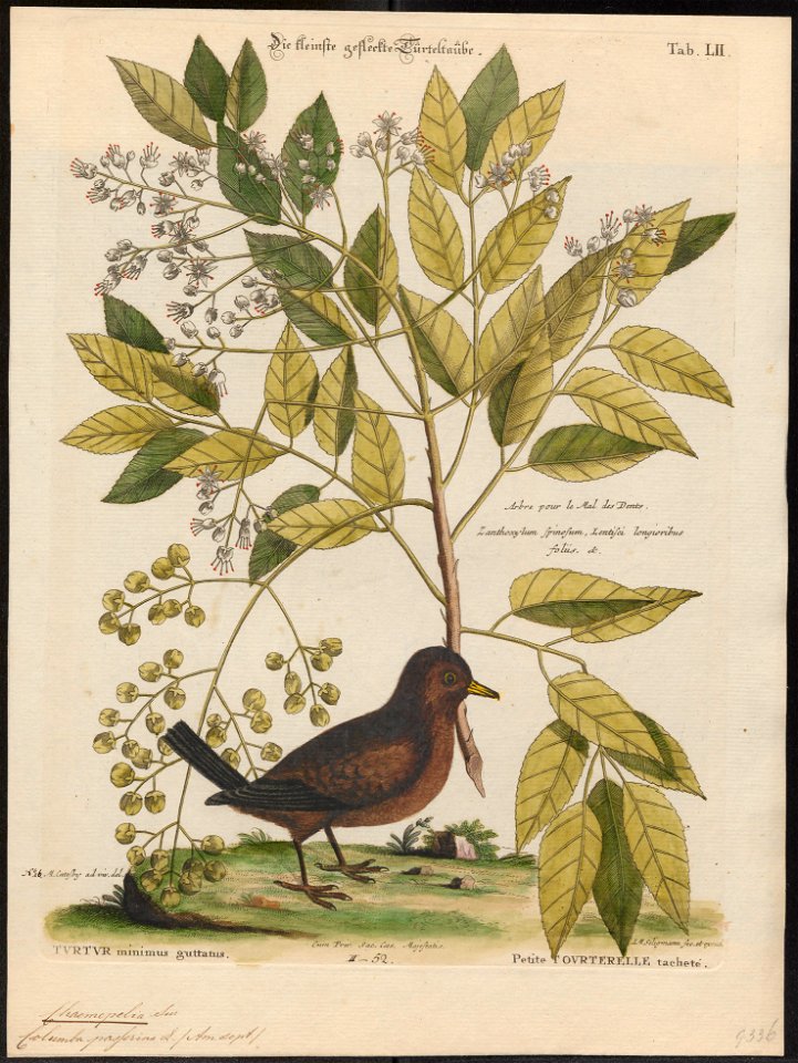 Chaemepelia passerina - 1700-1880 - Print - Iconographia Zoologica - Special Collections University of Amsterdam - UBA01 IZ15600429