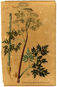 Chaerophyllum bulbosum Mann
