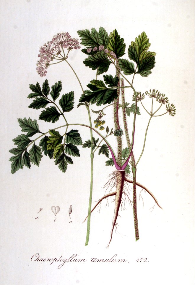 Chaerophyllum temulum — Flora Batava — Volume v6 | Creazilla