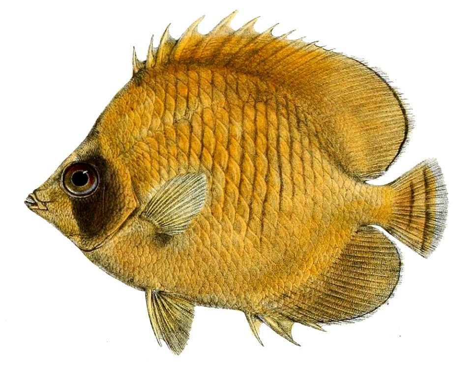 Chaetodon semilarvatus 1866