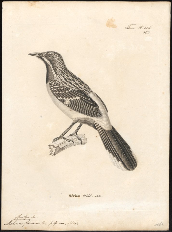 Chaetops frenatus - 1700-1880 - Print - Iconographia Zoologica - Special Collections University of Amsterdam - UBA01 IZ16300351