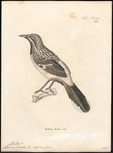 Chaetops frenatus - 1700-1880 - Print - Iconographia Zoologica - Special Collections University of Amsterdam - UBA01 IZ16300351