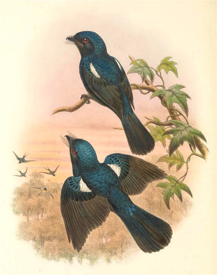 Chaetorhynchus papuensis - The Birds of New Guinea (cropped)