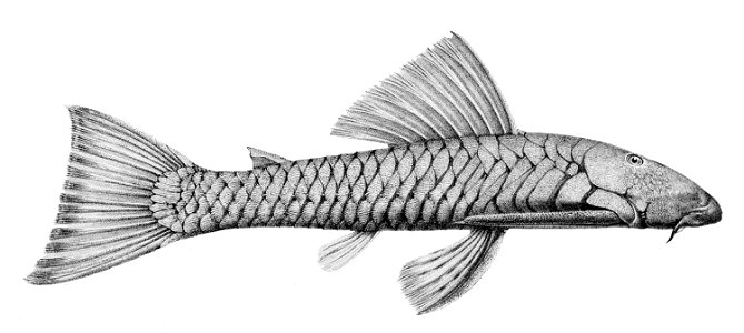 Chaetostoma marginatum. Free illustration for personal and commercial use.