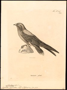 Chaetura gigantea - 1700-1880 - Print - Iconographia Zoologica - Special Collections University of Amsterdam - UBA01 IZ16700123