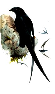 ChaeturaPicinaSmit