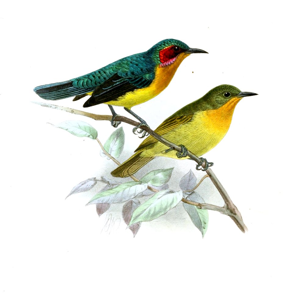 Chalcoparia singalensis Keulemans