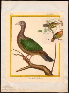 Chalcophaps javanensis - 1700-1880 - Print - Iconographia Zoologica - Special Collections University of Amsterdam - UBA01 IZ15600267