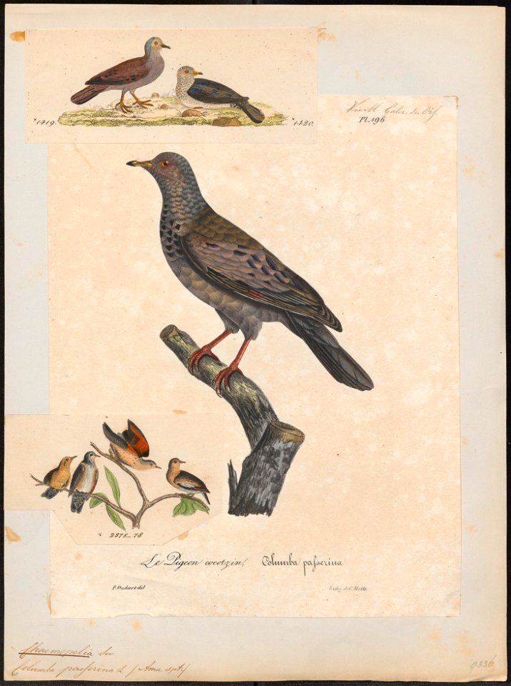 Chaemepelia passerina - 1825-1834 - Print - Iconographia Zoologica - Special Collections University of Amsterdam - UBA01 IZ15600427