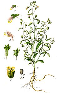 Chaenorhinum minus Sturm20