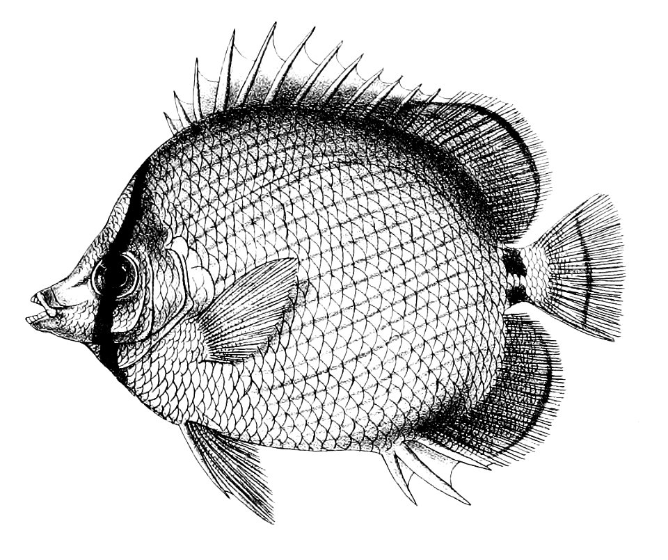 Chaetodon melanotus Ford 28