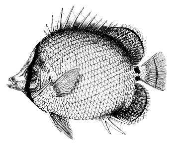 Chaetodon melanotus Ford 28