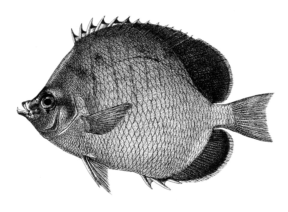 Chaetodon xanthocephalus Ford 26