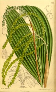 Chamaedorea nana 142-8652