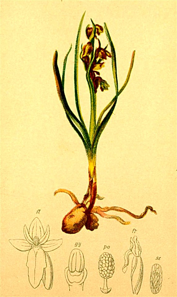 Chamaeorchis alpina Atlas Alpenflora