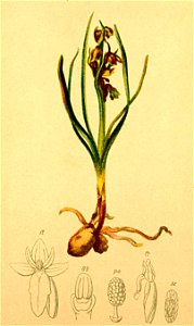Chamaeorchis alpina Atlas Alpenflora