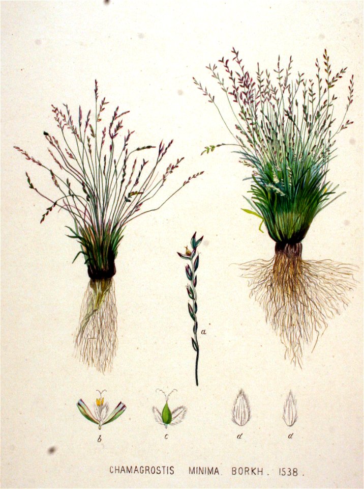 Chamagrostis minima — Flora Batava — Volume v20