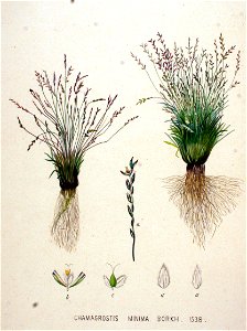 Chamagrostis minima — Flora Batava — Volume v20