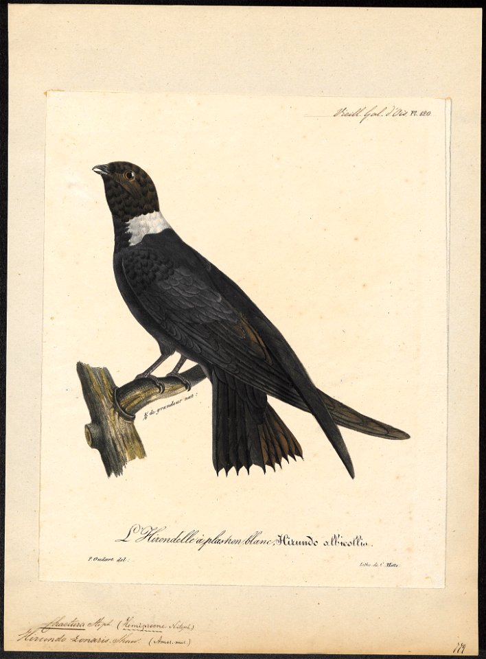 Chaetura zonaris - 1825-1834 - Print - Iconographia Zoologica - Special Collections University of Amsterdam - UBA01 IZ16700127