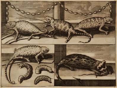 Chameleons and weasel from Izmir area - Ruyn Cornelis De - 1714